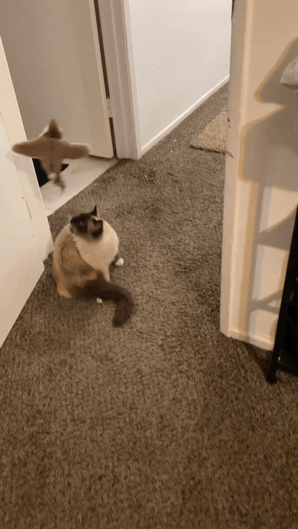 VliegVriendje: Favoriete Vliegende Speeltje voor Katten